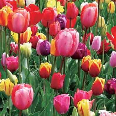 3d pictures of beautiful flowers lenticular 3d poster