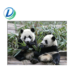 panda.jpg
